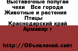 Выставочные попугаи чехи - Все города Животные и растения » Птицы   . Краснодарский край,Армавир г.